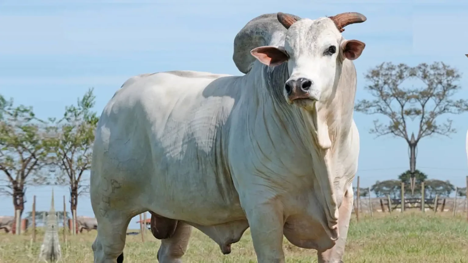 Mercado da Pecuária e Genética Nelore: patrimônio, tecnologia e retorno no agro de alta performance Mercado da Pecuária e Genética Nelore (Foto: Divulgação)