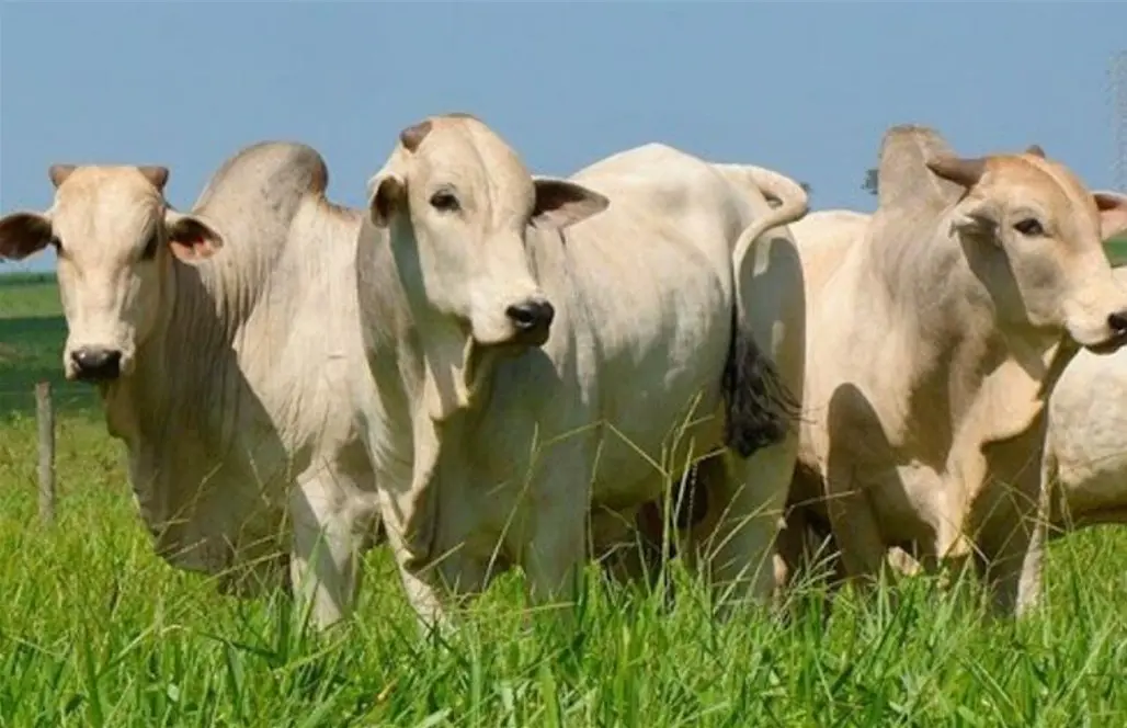 Boi gordo ultrapassa R$ 330/@ e pecuaristas celebram a fase positiva Boi gordo ultrapassa R$ 330/@ e pecuaristas celebram a fase positiva