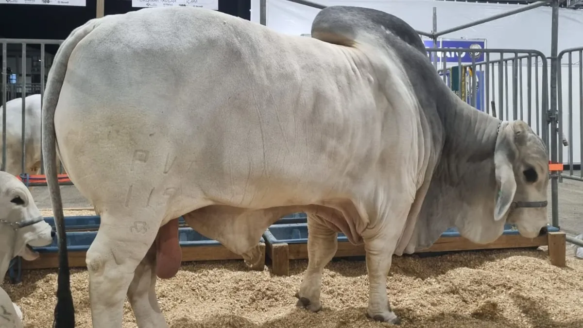 Descubra o Dia a Dia do Touro Mais Forte do Brasil Descubra o Dia a Dia do Touro Mais Forte do Brasil