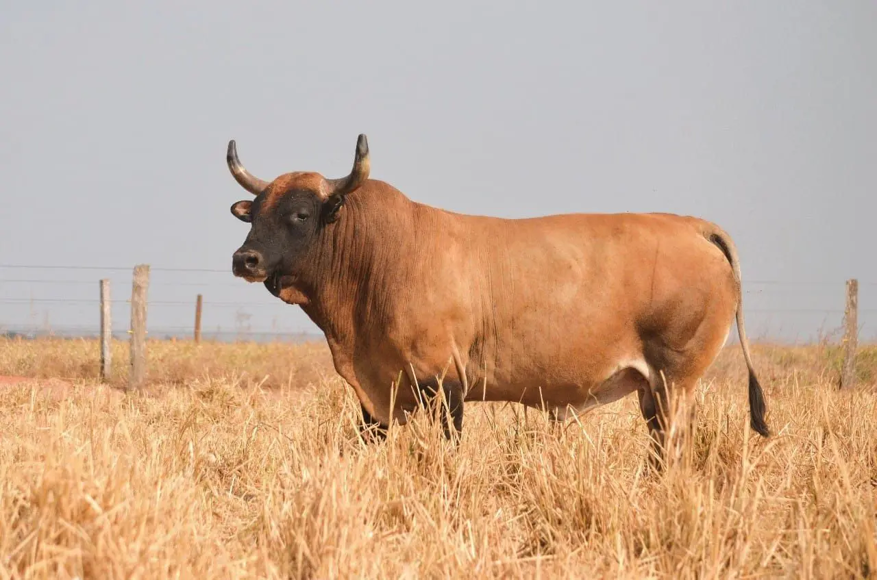Curraleiro Pé Duro impressiona especialistas com força, rusticidade e potencial genético rara