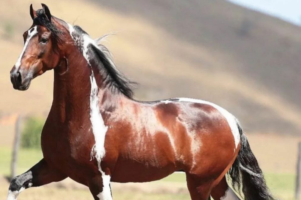 Eduardo Costa ignora oferta milionária e defende seu cavalo. Eduardo Costa ignora oferta milionária e defende seu cavalo.