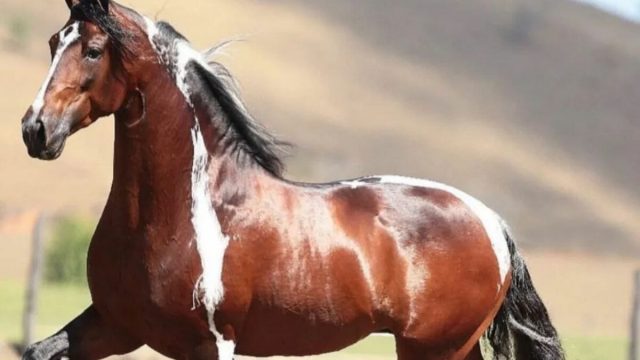 Descubra qual cantor sertanejo é dono de uma fazenda avaliada em até R$ 60 milhões 1 Eduardo Costa ignora oferta milionária e defende seu cavalo.