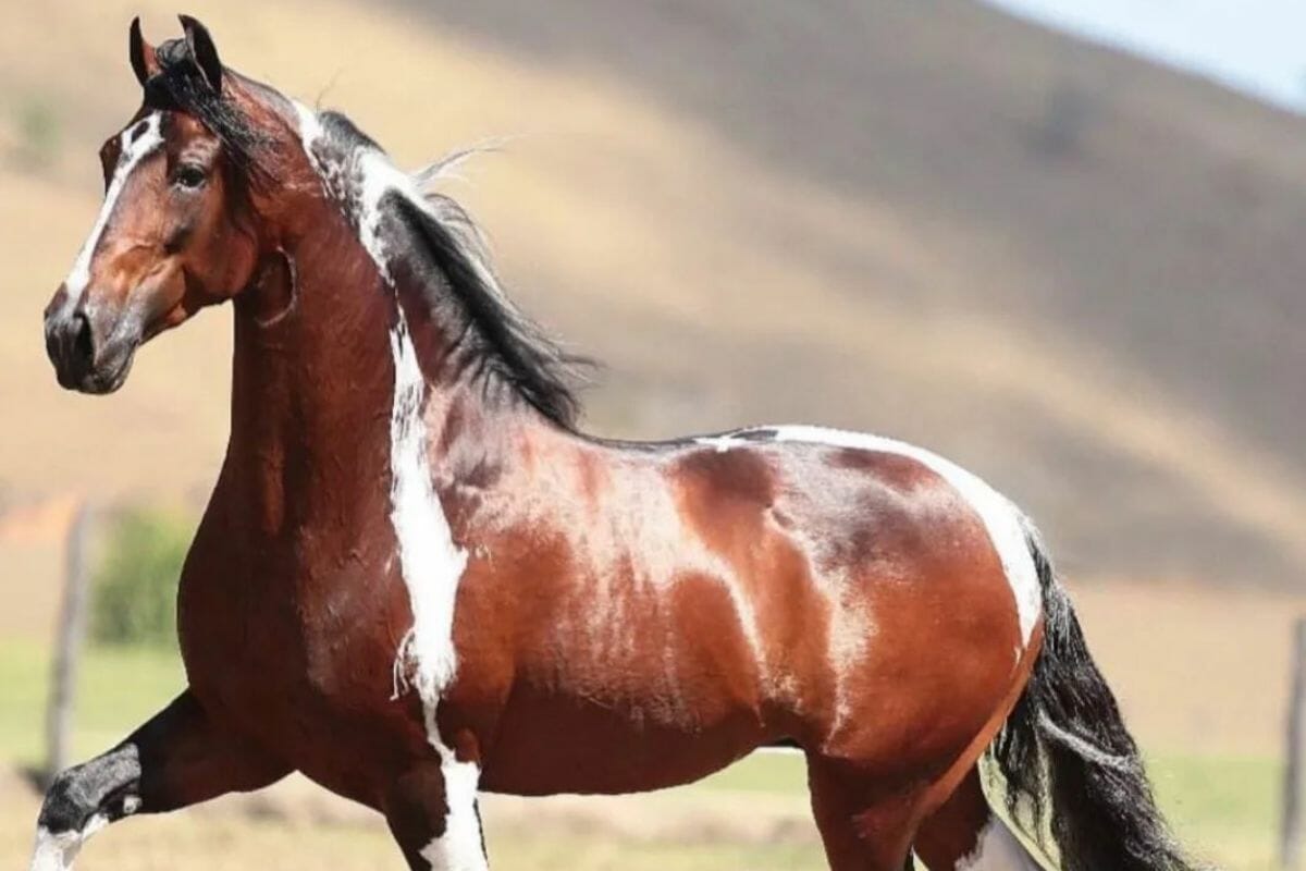 Eduardo Costa ignora oferta milionária e defende seu cavalo.