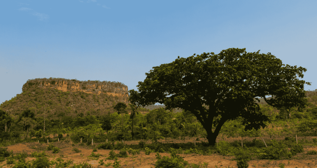 Fundo imobiliário realiza venda impactante no Tocantins! Fundo imobiliário realiza venda impactante no Tocantins!