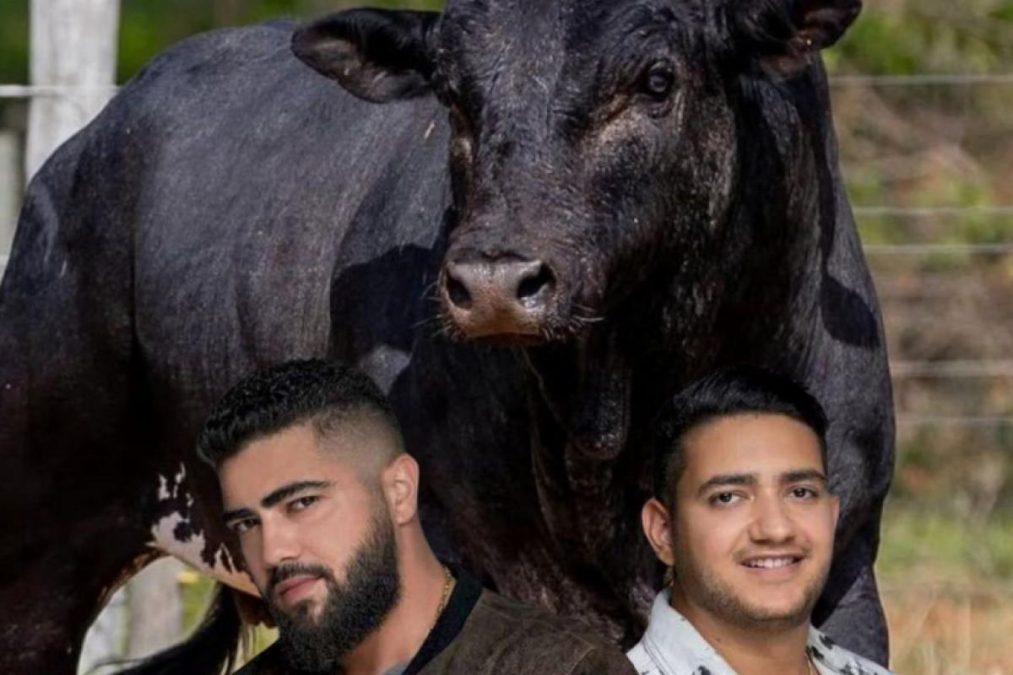 Henrique & Juliano trazem touro campeão para Taubaté! Henrique & Juliano trazem touro campeão para Taubaté!