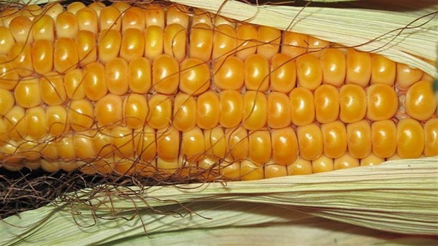 Milho cai na B3: Entenda o impacto das quedas em Chicago