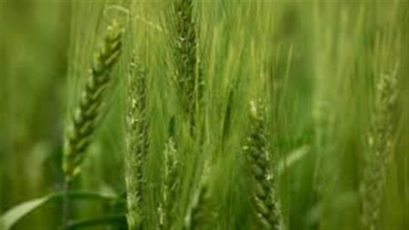 Preços do trigo no Sul: O impacto da alta e importações Preços do trigo no Sul: O impacto da alta e importações