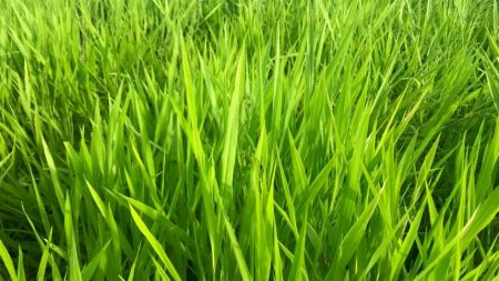 Renascer das Pastagens: Oportunidades na Recuperação Verde Renascer das Pastagens: Oportunidades na Recuperação Verde