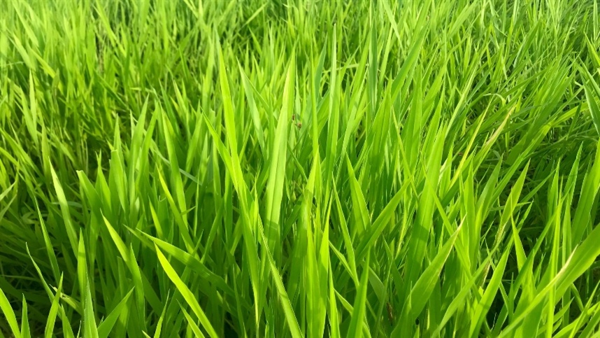 Renascer das Pastagens: Oportunidades na Recuperação Verde Renascer das Pastagens: Oportunidades na Recuperação Verde