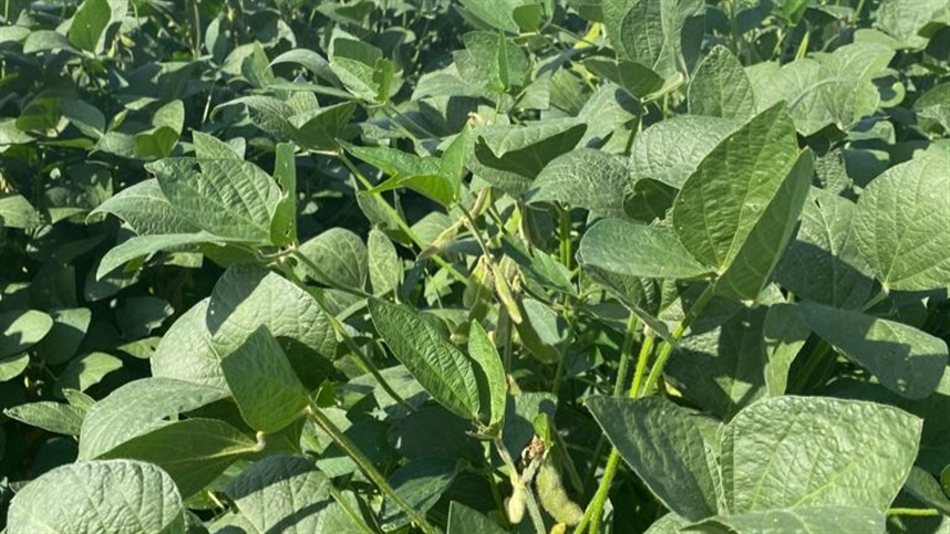 Soja: Oportunidades de crescimento e segurança no mercado!