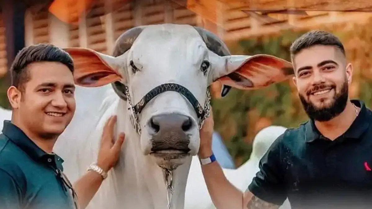 Dupla Henrique & Juliano compra 50% do touro Mickey Mouse, o mais caro do Brasil Touro da Cia. de Rodeio Califórnia é avaliado em R$ 1,2 milhão e reforça presença do sertanejo no agronegócio (Foto: Reprodução Instagram)