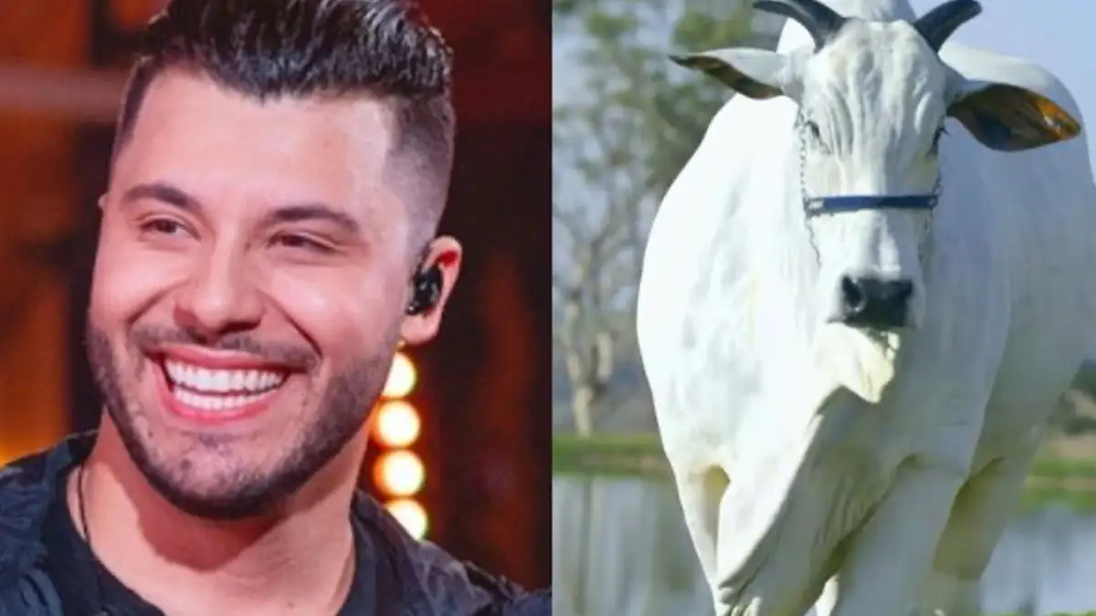 Murilo Huff surpreende e vira dono da vaca mais cara do mundo em mega negócio milionário Murilo Huff investe R$ 13,5 milhões em animal avaliado como joia genética do Nelore (Foto: Arte Movimento Country)