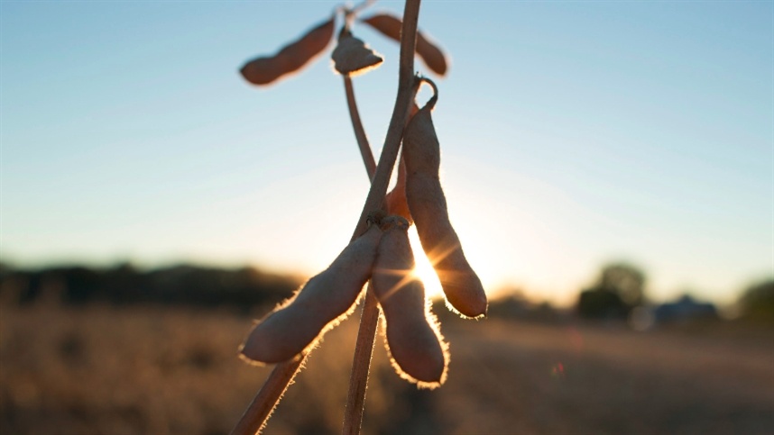 Alta nos preços da soja: pressão dos vendedores no Brasil Alta nos preços da soja: pressão dos vendedores no Brasil