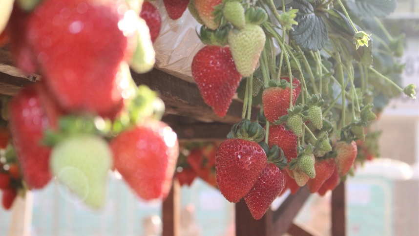 Altas no Preço do Morango: Entenda a Variação na Produção do RS Altas no Preço do Morango: Entenda a Variação na Produção do RS