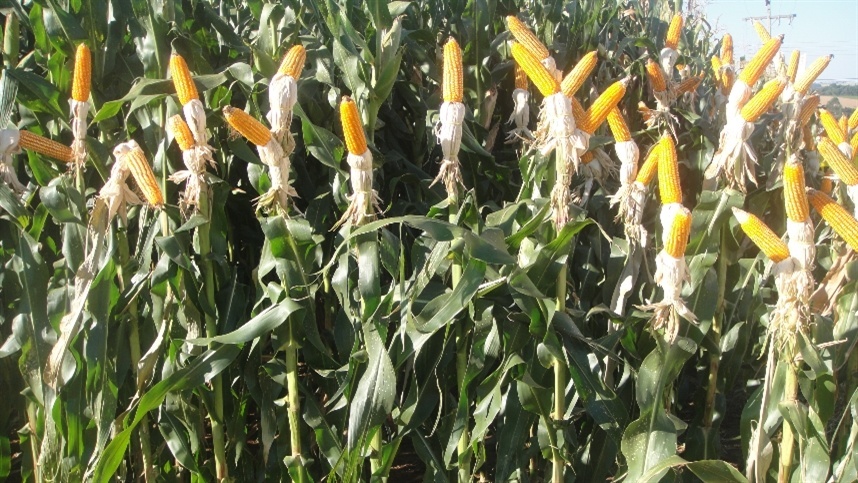 Atenção: Safrinha em Risco por Mudanças Climáticas! Atenção: Safrinha em Risco por Mudanças Climáticas!