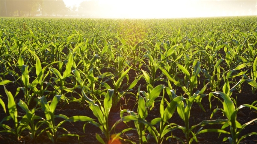 Avanços significativos na safra argentina: novidades imperdíveis! Avanços significativos na safra argentina: novidades imperdíveis!