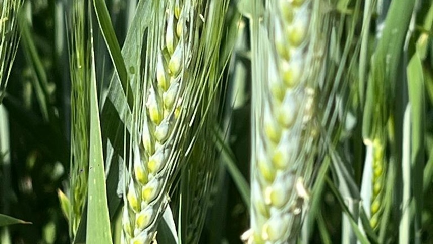 Mercado de trigo encerra o ano em ritmo cauteloso Mercado de trigo encerra o ano em ritmo cauteloso