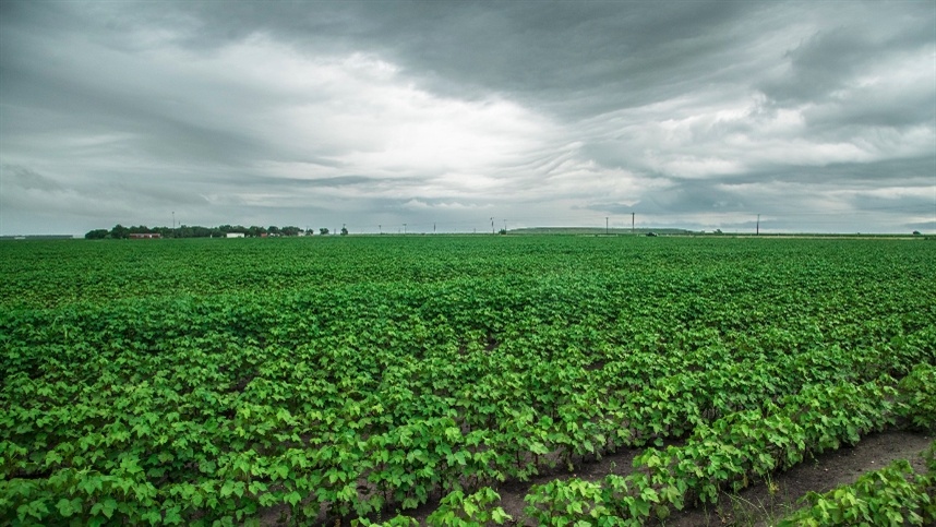 Safra argentina: um paradoxo de água e prosperidade agrícola. Safra argentina: um paradoxo de água e prosperidade agrícola.