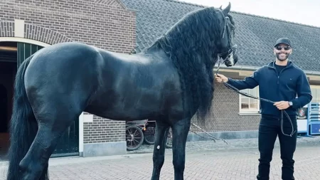 Gusttavo Lima encontrou novo negócio para faturar milhões além do sertanejo Investimento milionário de Gusttavo Lima no mercado equestre chama atenção (Foto: Reprodução Redes Sociais)