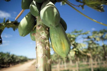 Queda nos preços do mamão no ES e Bahia devido à oferta e doenças
