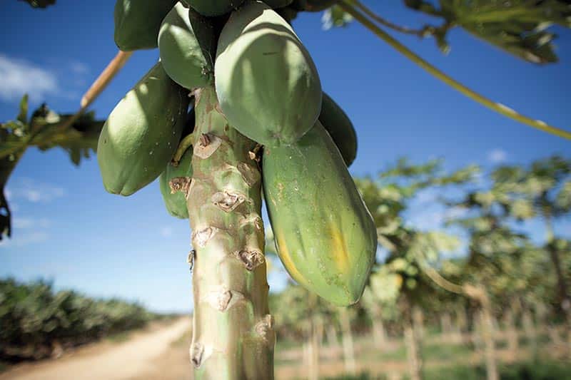 Queda nos preços do mamão no ES e Bahia devido à oferta e doenças