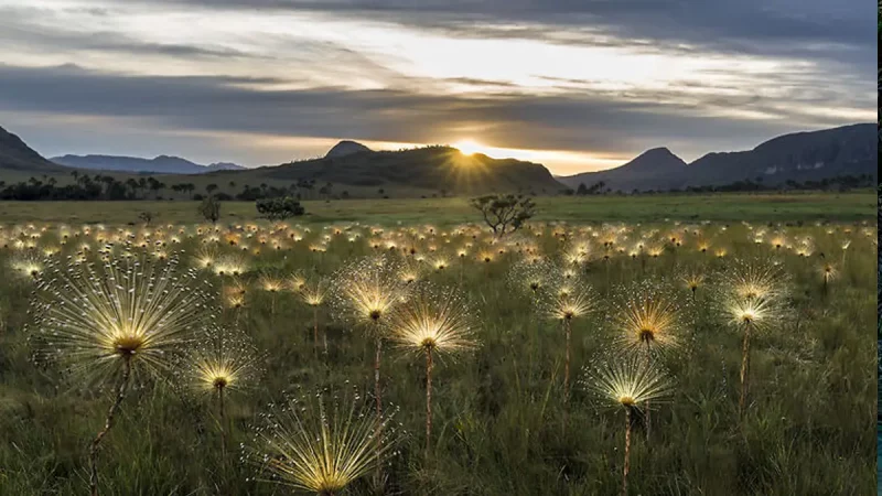Jardim de Maytrea (Foto: Redes sociais)